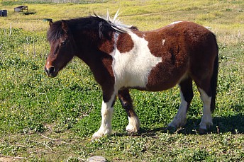 Pony
