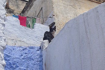 Gato en Asilah (Marruecos)