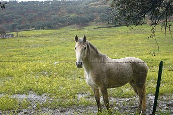 Caballo