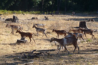 Cabras
