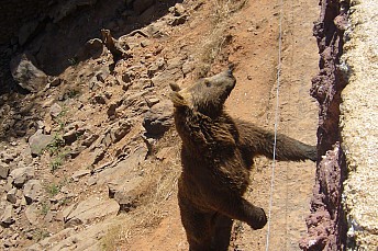 Osos pardos pidiendo comida