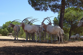 Oryx en grupo