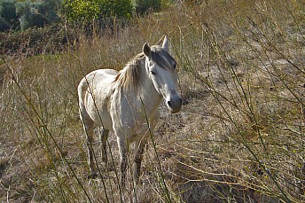 Caballo en Cortegana (Huelva)