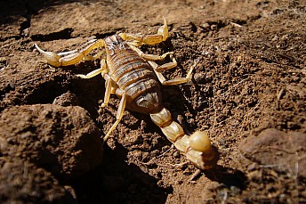 Alacrán (Buthus occitanus)