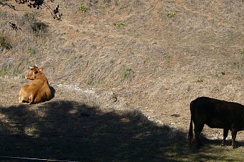 Toros en Cazalla de la Sierra