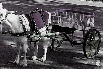 Paseo en cabra