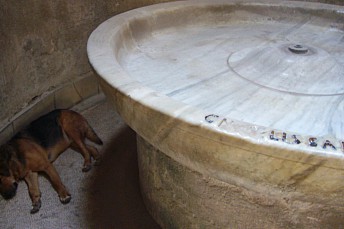 Perro de Pompeya