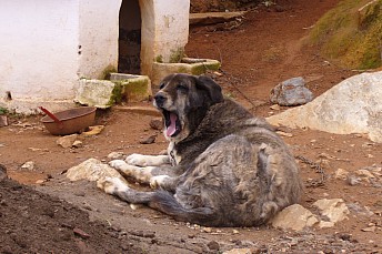 Perro bostezando