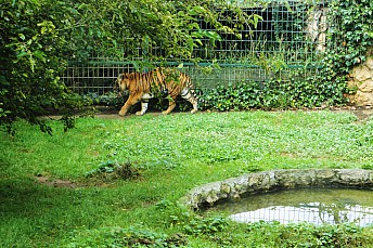 Tigre de Sumatra