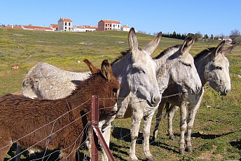 Tres burros y un burrito
