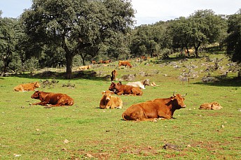 Vacas al sol