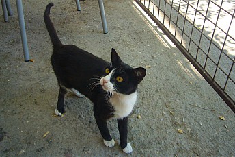 Gatillo callejero