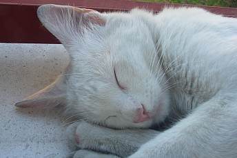 Gato callejero dormido