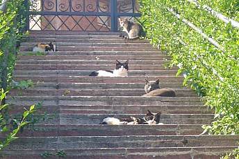 Gatos al sol