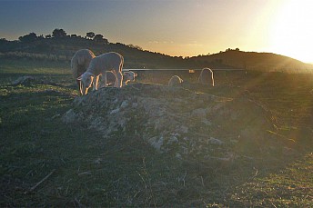 Ovejas merinas