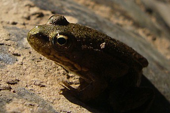 Rana