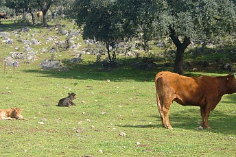 Terneros al sol