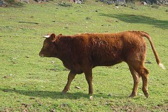 Vaquilla marrón