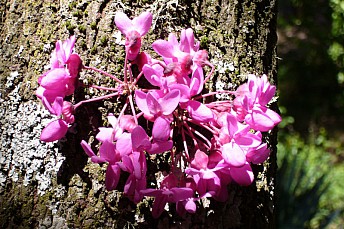 Cercis siliquastrum