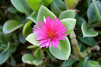 Aptenia cordifolia