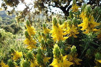Genista hirsuta (2)