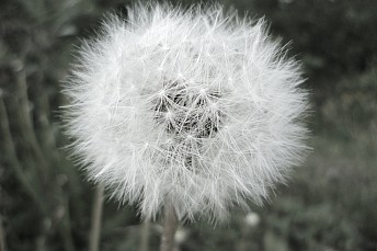 Diente de león (2)