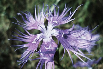 Dianthus hyssopifolius