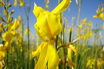 Flor de Cytisus sp