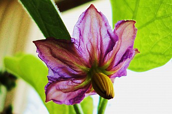 Flor de berenjena