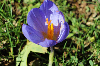 Azafrán silvestre (Crocus serotinus)