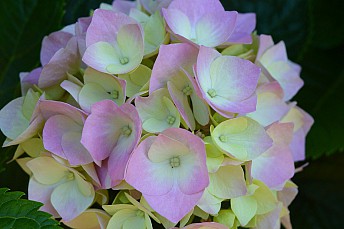 Hortensia bicolor