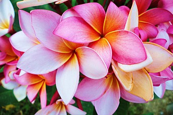 Flor de frangipani (Plumeria rubra)