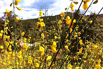 Cytisus sp