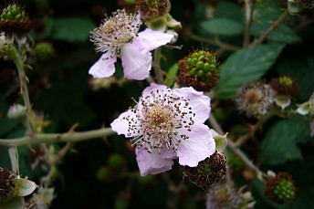 P1010064