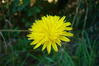 Crepis