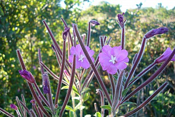 Adelfilla pelosa (Epilobium hirsutum)