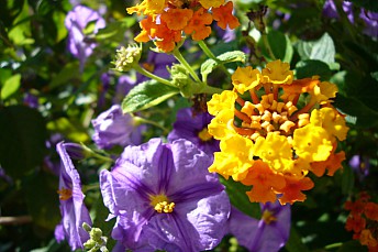 Lantana