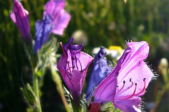 Echium vulgare