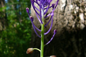 Nazareno (Muscari comosum)