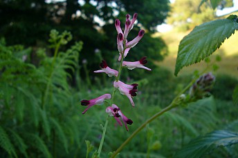 Fumaria muralis