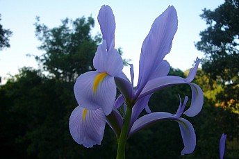 Iris xiphium