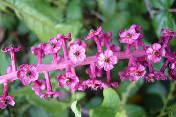 Phytolacca decandra
