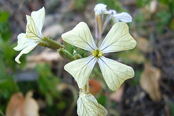 Eruca vesicaria