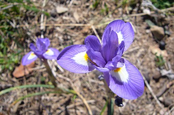 Iris sisyrinchium