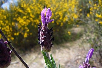 Cantueso (Lavandula stoechas)