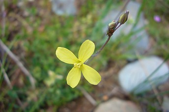 Flor de jaramago amarillo