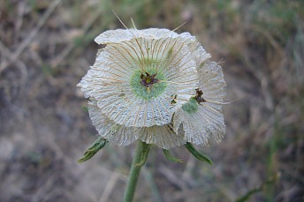 Scabiosa stellata