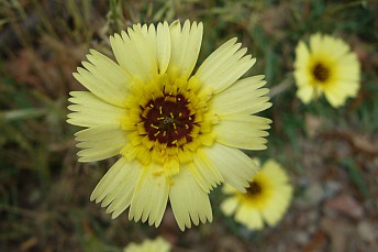 Hispidella hispánica (3)