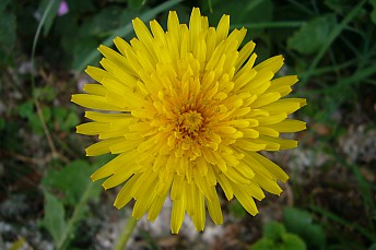 Crepis vesicaria