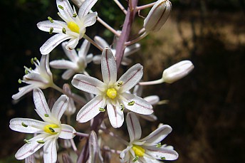 Urginea maritima